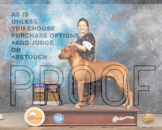 Rhodesian Ridgeback #7 Sat BOBOHBOB Judge Linda ClarkMMJ_4011_Mdlnd2022_HR3