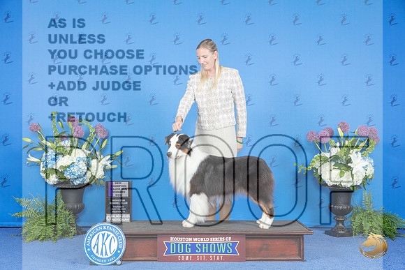 Australian Shepherd #31 THUR WD NC M Judge Nancy Liebes__JP_8355_Houston_2024_HR3