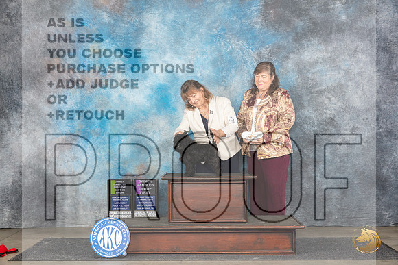 Affenpinscher #6 Sat OHRBIS Judge Polly Smith OHG1 Judge Beth __JP_5691_San Antonio_2024_HR3