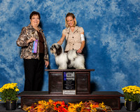 Havanese #18 Sun Maj WB Simmons Bonnie Agent Alyssa Mosley Judge Mrs Pamela B Peat