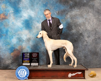 Saluki #9 Sun BOBOHBOB Judge Pat Trotter