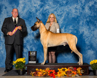 Great Danes #19 Sat BOB Wooten Jamie Michael Tracy Zee Strate Judge Mr Douglas R Holloway Jr