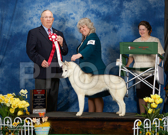 _ST_4187-AddisonHuskyMar2015-HR3