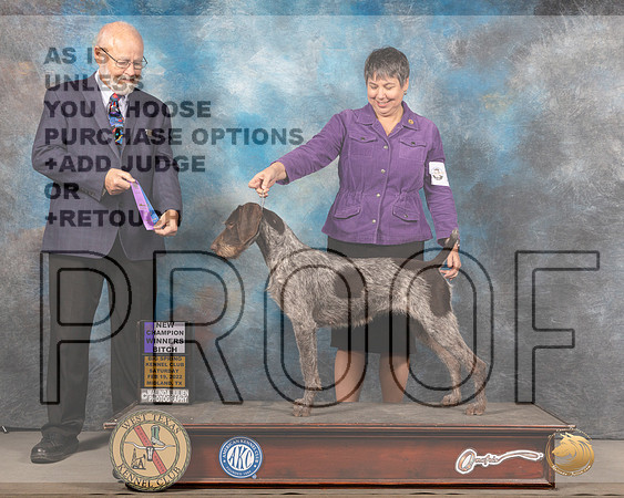 German Shorthaired Pointer #10 Sun WB Judge Gary AndersenMMJ_5153_Mdlnd2022_HR3