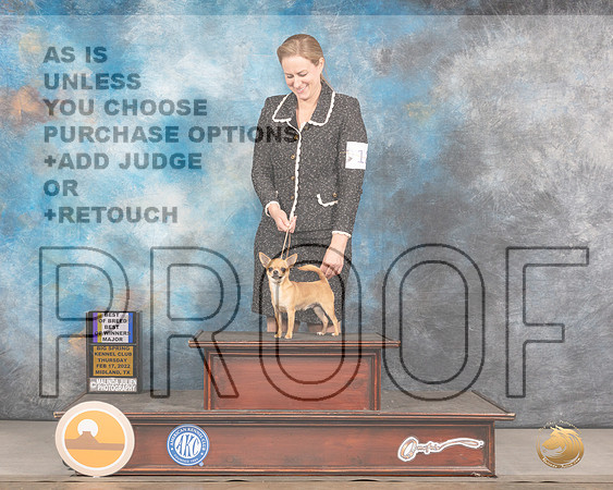 Chihuahua Smooth #12 Thurs BOBBOW Judge Barbara AldermanMMJ_2569_Mdlnd2022_HR3