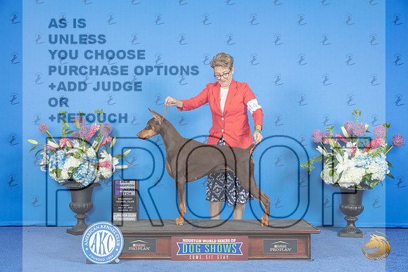 Doberman #44 SUN WB Judge Annella Cooper__JP_0052_Houston_2024_HR3