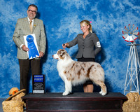 Austrailian Shepherds #5 Fri G1 Baldwin Arlette Judge Mr James G Reynolds