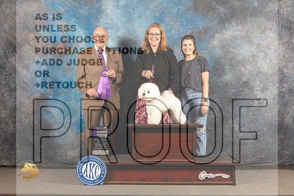 Bichon Frise #28 WED WB NCH Judge Joe Walton_MJ_2723_Houston_2022_HR3