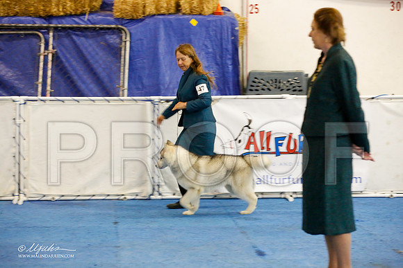 _M3_9042-AddisonHuskyMar2015-HR3