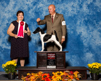 Fox Terriers Smooth #5 Sat G2 Engemann Jane M Judge Mrs Pamela B Peat