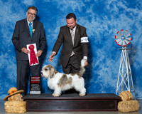 Petits Bassets Griffons Vendeens #5 Thrs G4 Duelks Brad Deborah King B Major N Frost Agent Clint Livingston Judge Mr James G Reynolds