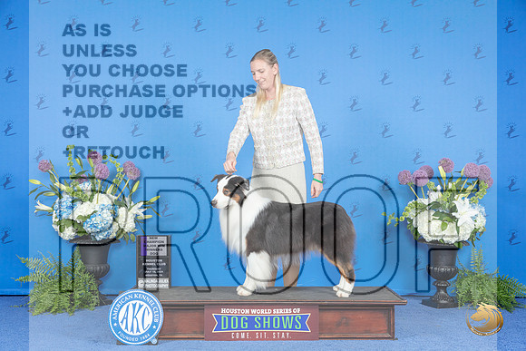 Australian Shepherd #31 THUR WD NC M Judge Nancy Liebes__JP_8349_Houston_2024_HR3