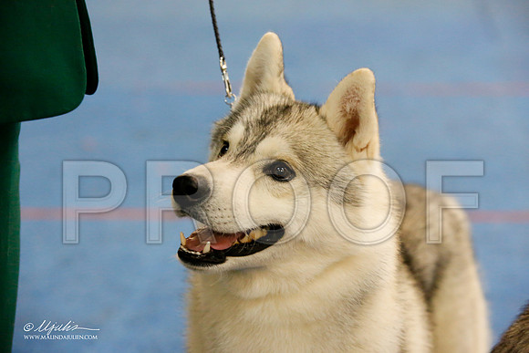 _M3_0010-AddisonHuskyMar2015-HR3