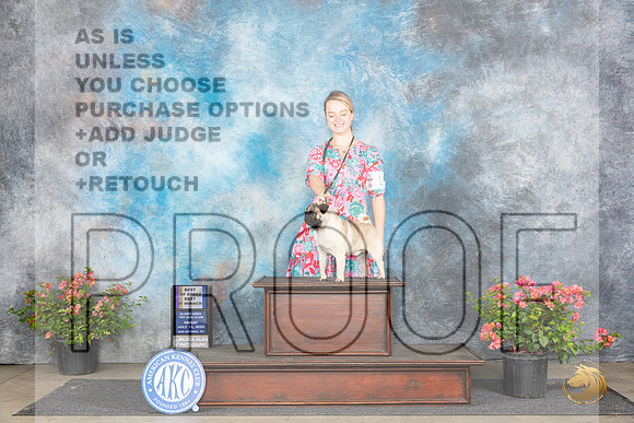 Pug #15 Fri WDBOWBOBM Judge Azalea Alvarez r__JP_4801_San Antonio_2024_HR3