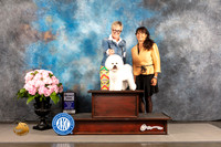Bichon Frise #7 FRI SD Judge Polly Smith