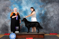 Flat Coated Retriever #14 Sun WB Judge Bev Felten