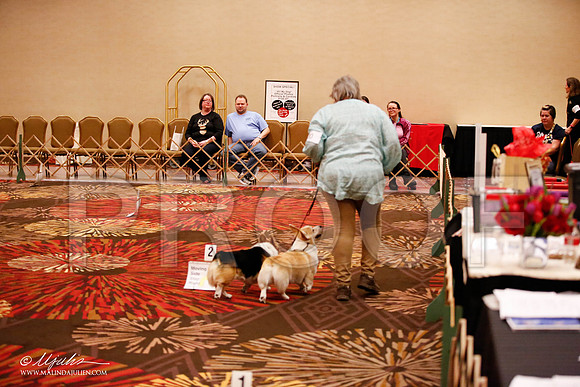 _JJ_7758-HstnCorgiFeb2015-HR3