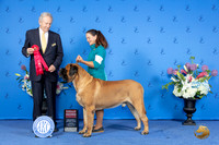 Mastiff #7 SUN G2 Judge James Moses