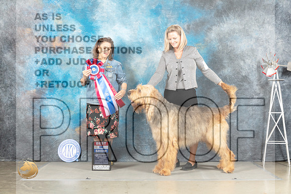 Otterhound #5 Fri BIS Judge Joan Liebes_MJ_4233_Amarillo_2022_HR3