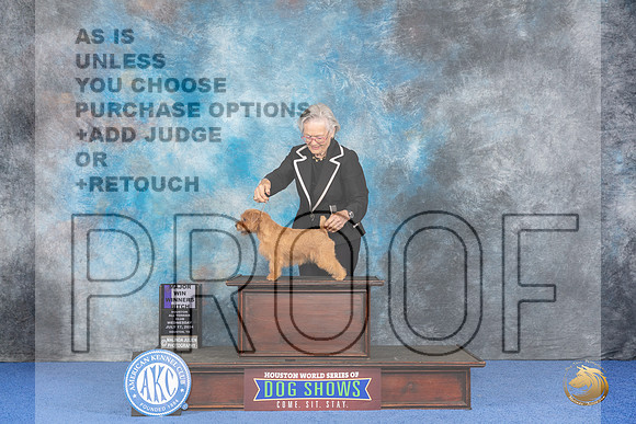 Norfolk Terrier #18 WED WBM Judge Wood Wornall__JP_7110_Houston_2024_HR3