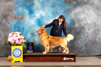 Golden Retriever #55 THUR WD BOW Major Judge Richard Powell