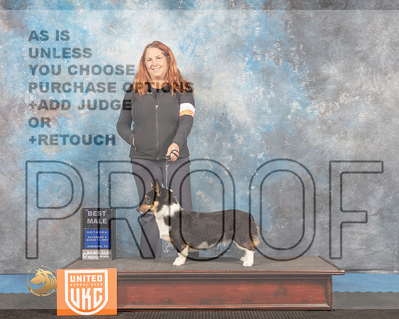 Pembroke Welsh Corgi #200 Sat2 BM Judge Tracey Kallas_MMJ_6413_Addison2022_HR3