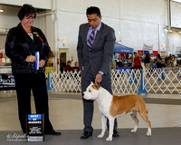 American Staffordshire Terrier #5 Sat BOW Juarez Arturo Romero Judge Wendy L Paquette