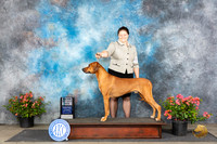 Rhodesian Ridgeback #17 Sat SD Judge Victor Rosado