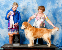 Golden Retreiver #? Sun BIS Ronna Combs Judge L Olson