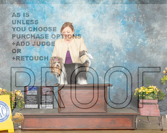 Biewer Terrier #8 Fri BOWBOS Judge Eugene Blake-MMJ_0474-NWARK2022-HR3