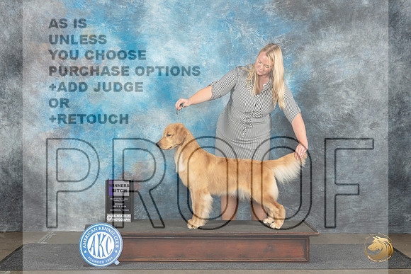 Golden Retriever #12 Mon WB Judge Debra Thornton__JP_4417_Lubbock_2024_HR3