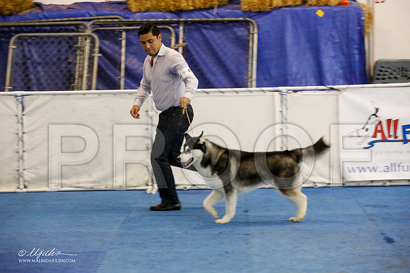 _M3_9032-AddisonHuskyMar2015-HR3