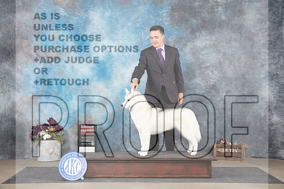 Siberian Husky #14 G2 Sun Judge Eric Liebes__JP_8049_Belton_2024_HR3