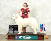 Great Pyrenees #402 Sat BOBCh