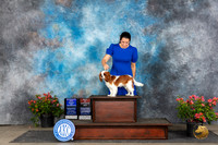 Cavalier King Charles Spaniel #9 Sat WDBOWBOS Judge Christ Martinez