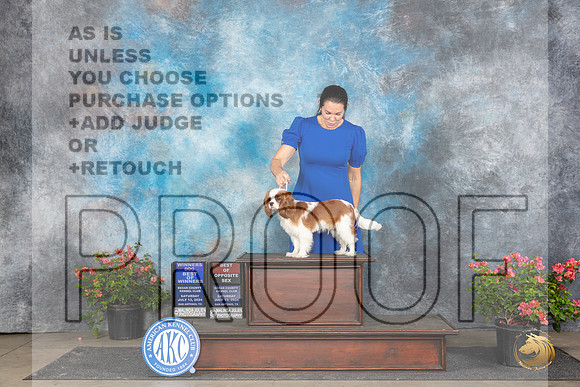 Cavalier King Charles Spaniel #9 Sat WDBOWBOS Judge Christ Martinez__JP_5474_San Antonio_2024_HR3