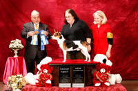 Rat Terrier Sat S2 G1 New Ch BOW Debbie Holmes Judge Stan Matsamoto