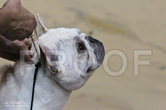 Frenchie-5843LR