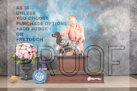 English Cocker Spaniel #36 FRI WB BW NCH Major Judge John Wade_MJ_5010_Houston_2022_HR3