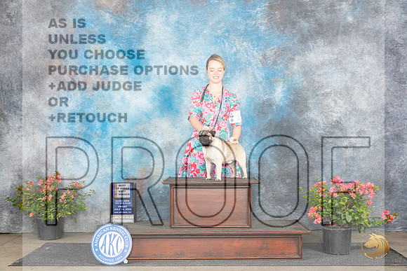 Pug #15 Fri WDBOWBOBM Judge Azalea Alvarez r__JP_4802_San Antonio_2024_HR3