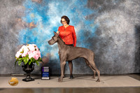 Great Dane #34 SUN WB Judge Ken Murray