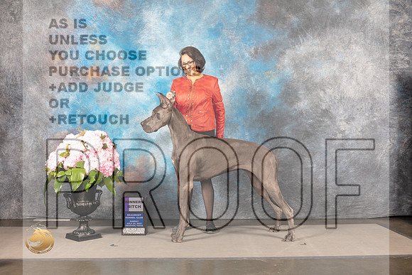 Great Dane #34 SUN WB Judge Ken Murray_MJ_7456_Houston_2022_HR3