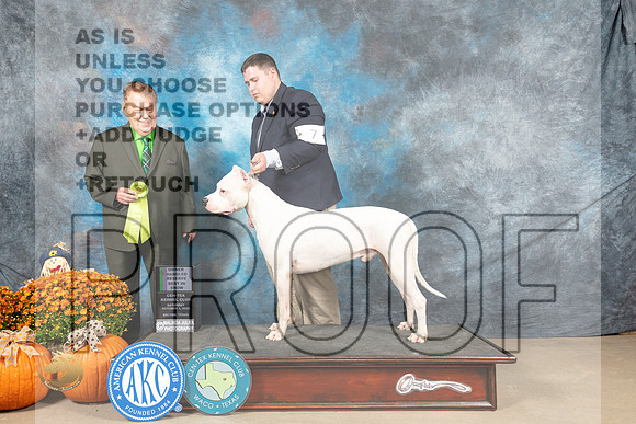 Dogo #7 Sat OHRBIS Judge Del Richards_MJ_6211_Belton_2022_HR3