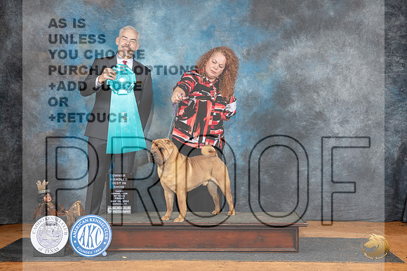 Chinse Shar Pei #9 Fri Judge Dale Martesen__JP_7466_MARSHALL_2024_HR3
