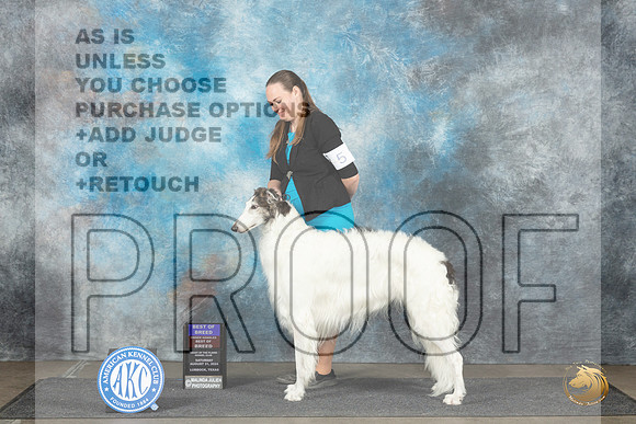 Borzoi #5 Sun BOBOHBOB Judge June Penta__JP_4153_Lubbock_2024_HR3
