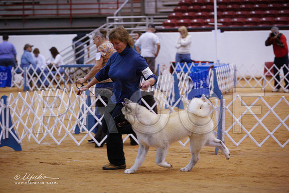 Akita-3473-GRJan14-HR