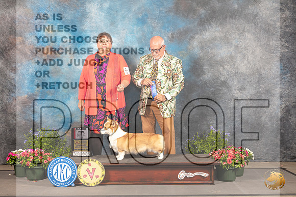 Pembroke Welsh Corgi #14 Thur BOWBOS Judge Michael Canalizo_MJ_0085_SA_2022_HR3