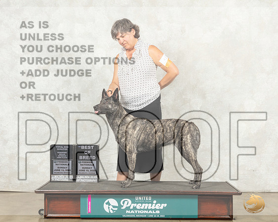 Dutch Shepherd #419 Sun BOB Antonio Raposo__MJ_8939_Premier_2022_HR3