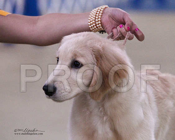 BIS Puppy-6014LR