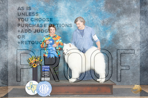 Samoyed #7 Fri G1 Judge Sandra Walker__JP_9509_Abilene_2024_HR3